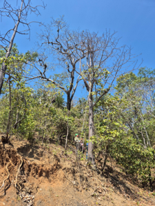 INVESTIGADORES UTPL DESCRIBEN UNA NUEVA ESPECIE DE ÁRBOL TROPICAL